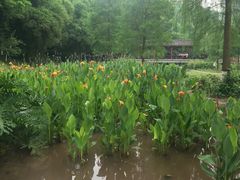 -重庆彩云湖湿地公园