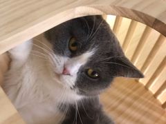 -猫和宫(六道口店)