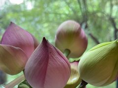 -四季明湖·鲁菜海鲜(明湖店)
