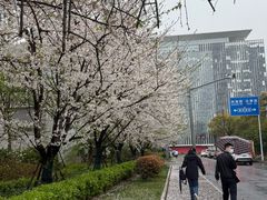 -高东镇樱花园
