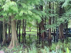 -溱湖国家湿地公园