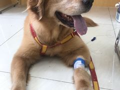 -美联众合动物医院·24h京西诊疗中心