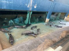 -烟台海昌鲸鲨海洋公园