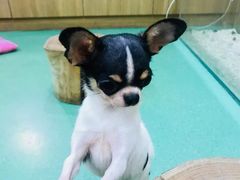 -藦茜花园宠物主题亲子互动体验馆(国顺东路店)
