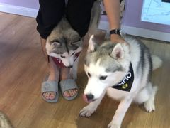 小苹果-Husky Go! 哈士奇体验馆·宠物咖啡厅狗咖