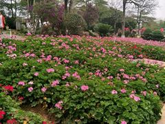 -松山湖梦幻百花洲