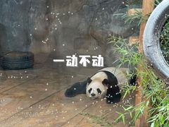 -深圳野生动物园