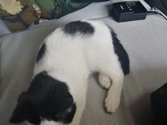 -猫猫幼稚园·撸猫·桌游·电玩