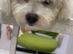 -艾吉宠物医院·疑难杂症转诊中心·猫友好(碧江路院)