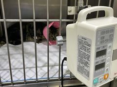 -暖阳宠物医院·犬猫康复中心·骨科