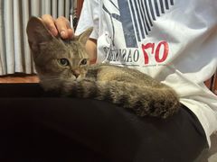 -楼上猫咖(罗湖店)