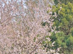 -桃花堤公园