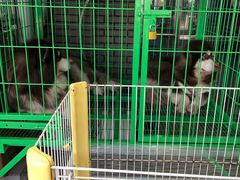 -中环花鸟鱼虫市场