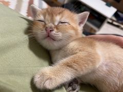 -爱侣宠医·鹦鹉专科·小型哺乳类·异宠专科(灵石路店)