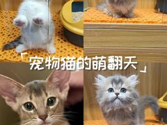 -欣宠猫屋·矮脚拿破仑·蓝金金渐层