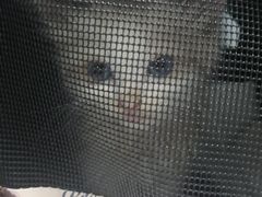 -伟伟宠物医院·CT影像中心·瑞派犬猫综合性门诊(汉口总院)