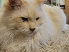 -猫小院猫主题咖啡厅(北锣店)