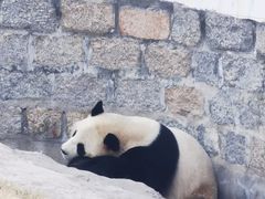 -上海野生动物园