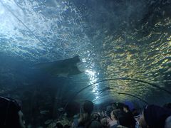 -悉尼海洋生物水族馆