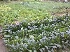 android_upload_pic-南通鹏欣花园国宾酒店