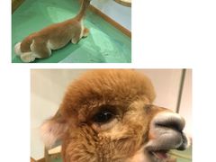 -藦茜花园宠物主题亲子互动体验馆(国顺东路店)