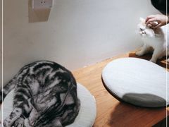 -有猫主题·治愈系猫咖(曾厝垵店)