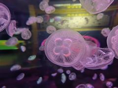 -多彩贵州城极地海洋世界