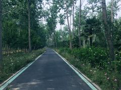 -合肥滨湖国家森林公园