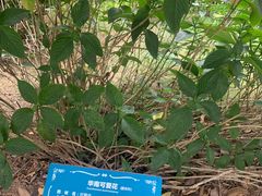 -陈李济中药博物馆