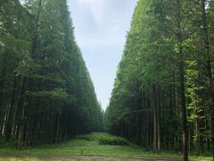 -黄海国家森林公园