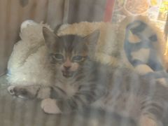 -瑞派申生动物医院·24H夜诊·国际动物医疗中心·骨外科(吴中路店)