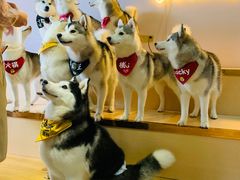 -Husky Go! 哈士奇体验馆·宠物咖啡厅狗咖