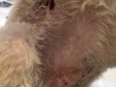 -北京恒爱动物医院(清景园分院)