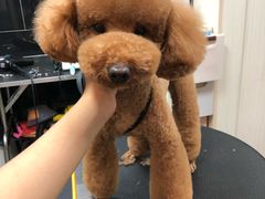 -小尾巴宠物店(万科·金域华庭店)