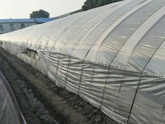 -胜丰草莓采摘园