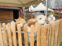 -萌宠亲子动物乐园(槐房万达店)