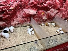 -上海大自然野生昆虫馆(东方明珠·爬宠昆虫探索中心)