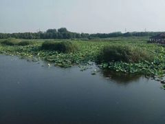 -荷塘月色湿地公园·向阳花洲