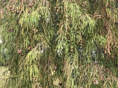-东莞植物园