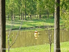 -黄海国家森林公园