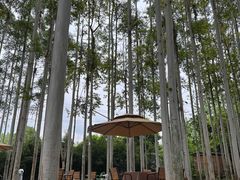 -桉树林A coffee 森林餐厅(三圣乡店)