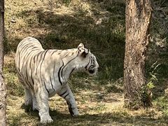 -石家庄市动物园