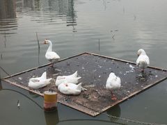 -莲花池公园