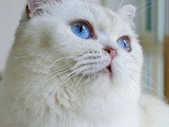 -鼓捣猫呢主题猫咖店