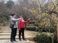-香雪海