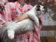 -南京Hallo宠物乐园·哈罗犬舍·柴犬繁育基地