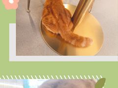 -飞行喵MR PILOT|猫舍·猫咖(静安大融城店)