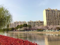 -高东镇樱花园