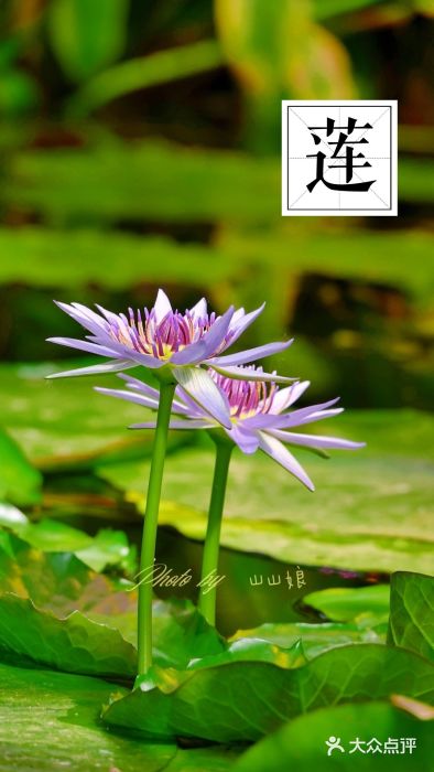 国家植物园南园图片