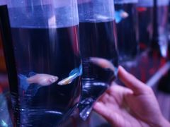 -华声天桥民俗文化园